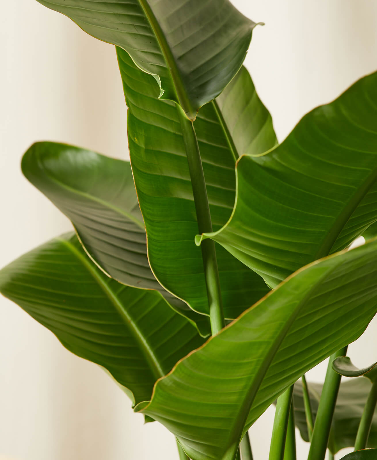 Bird of Paradise