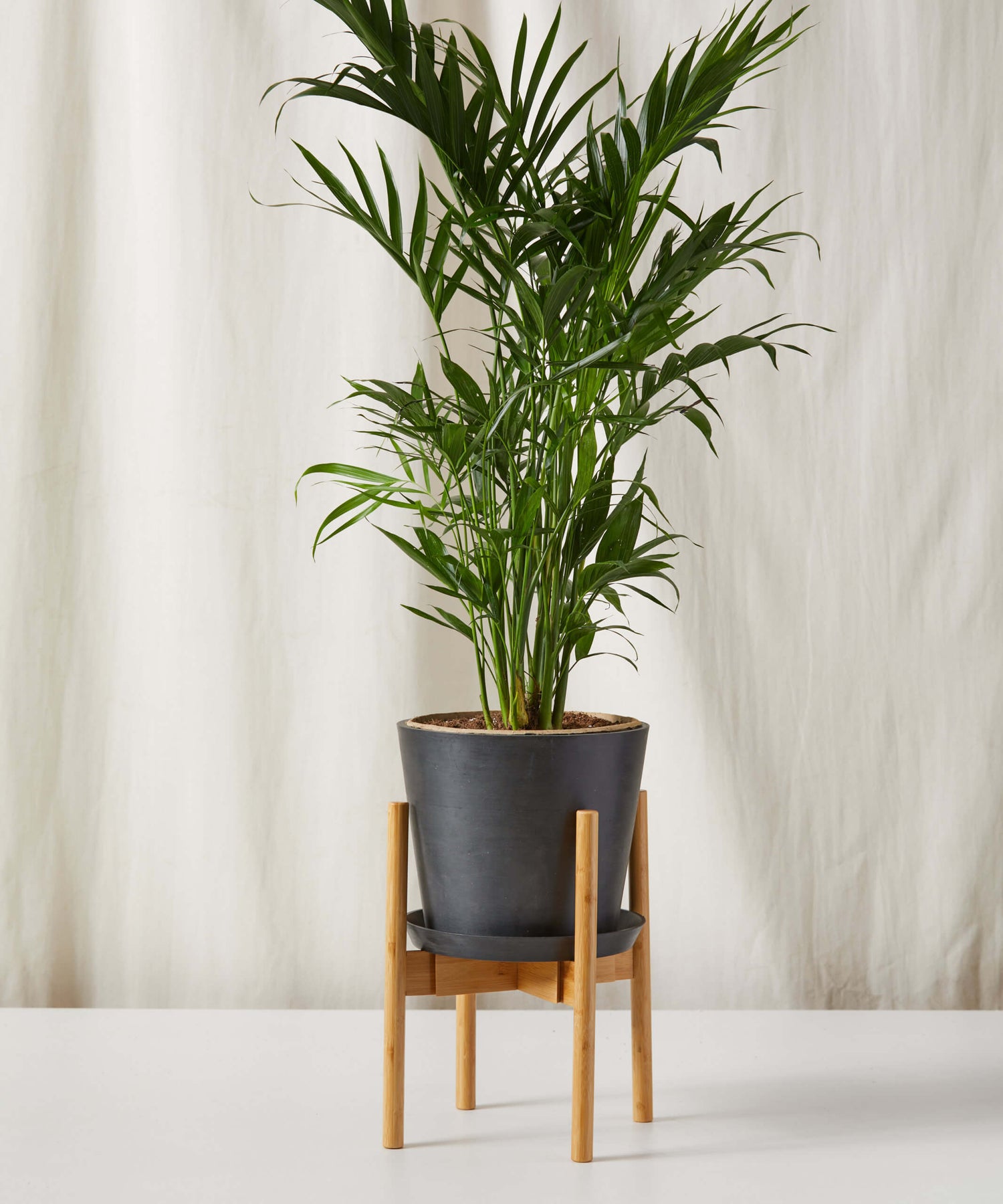 Cat Palm