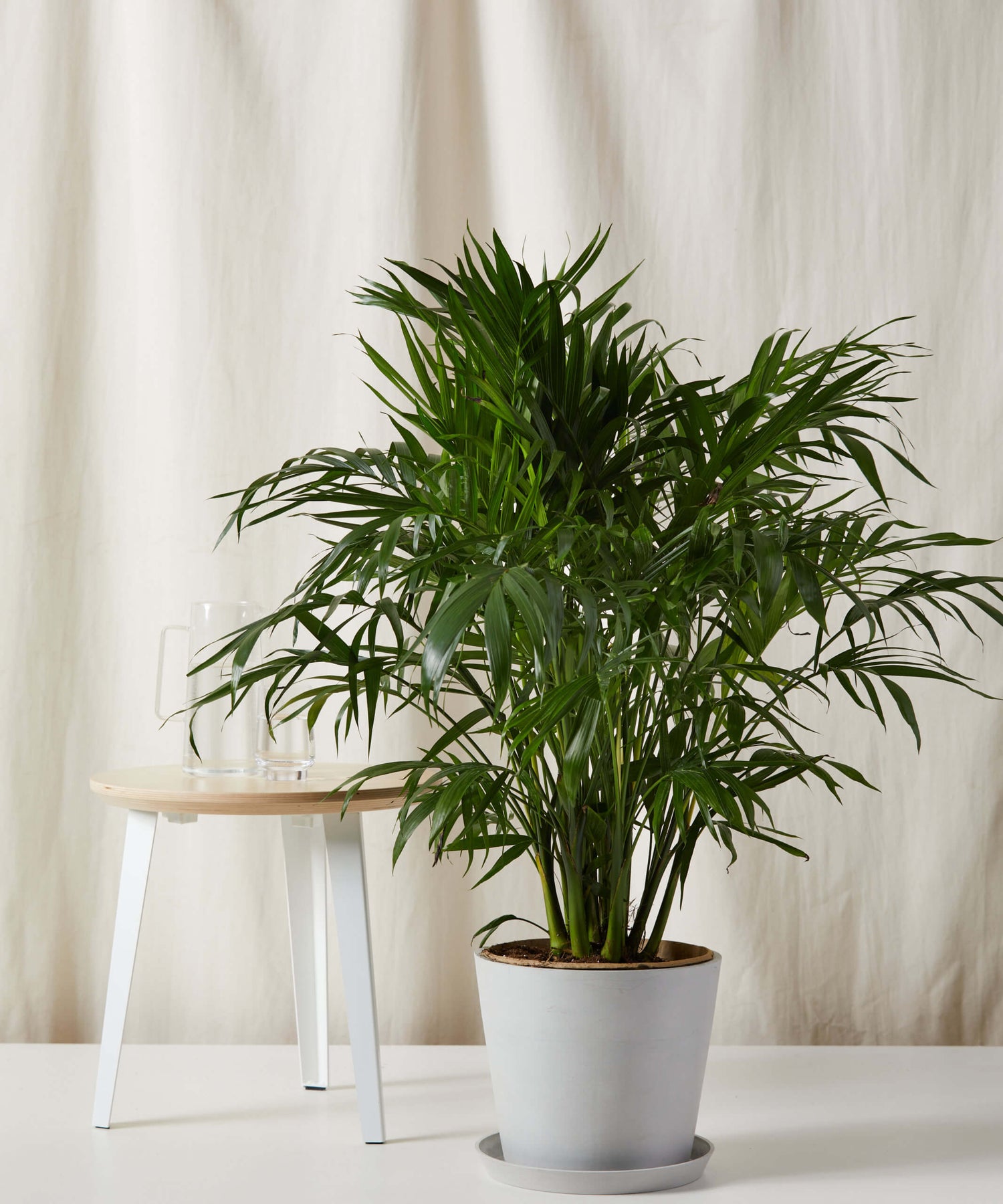 Cat Palm