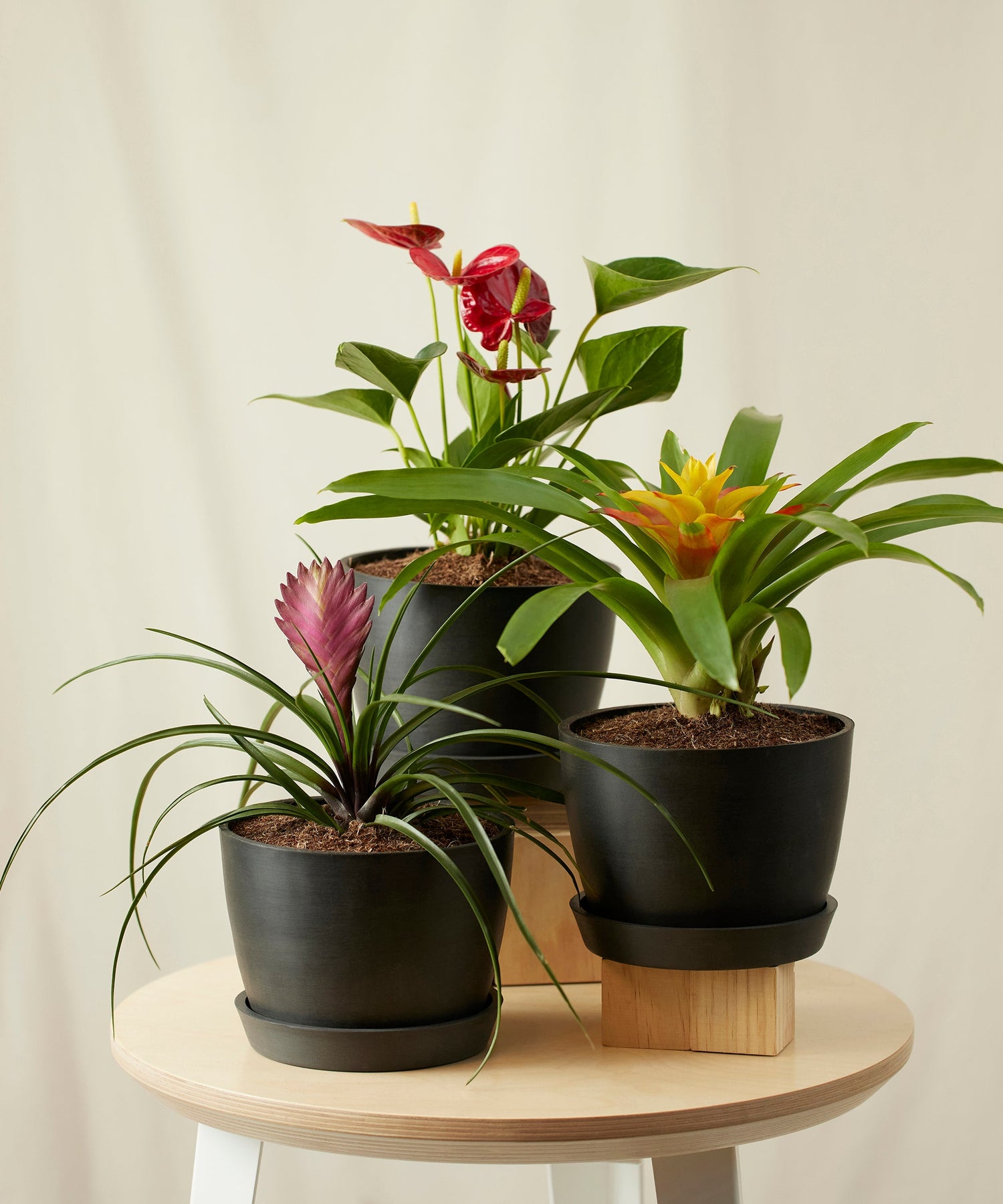 Colorful Collection