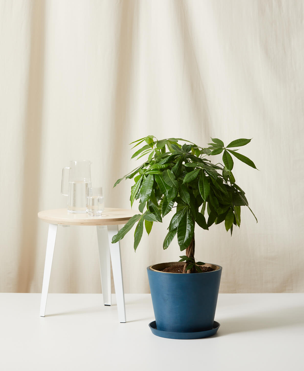 Money Tree
