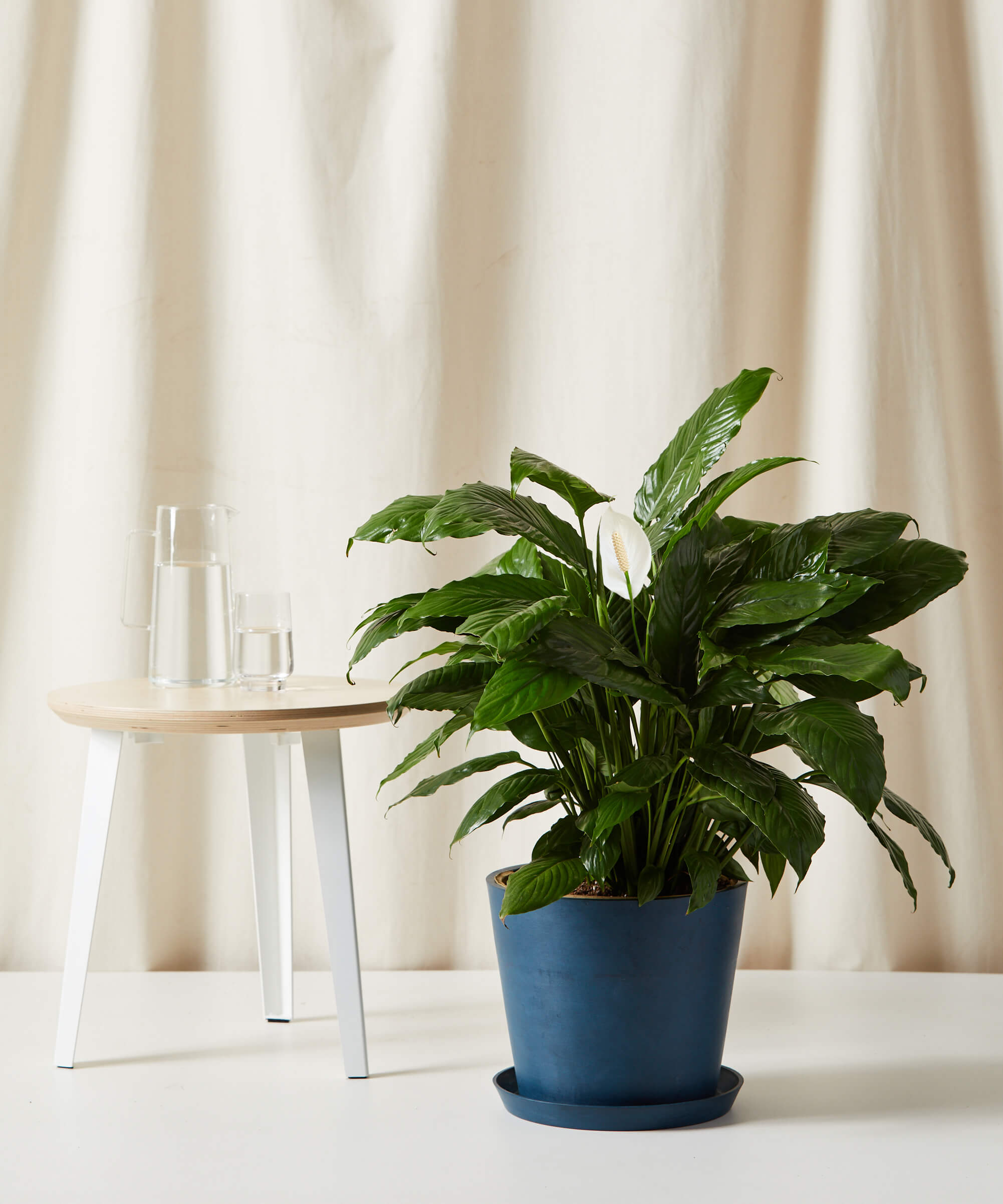XL Peace Lily
