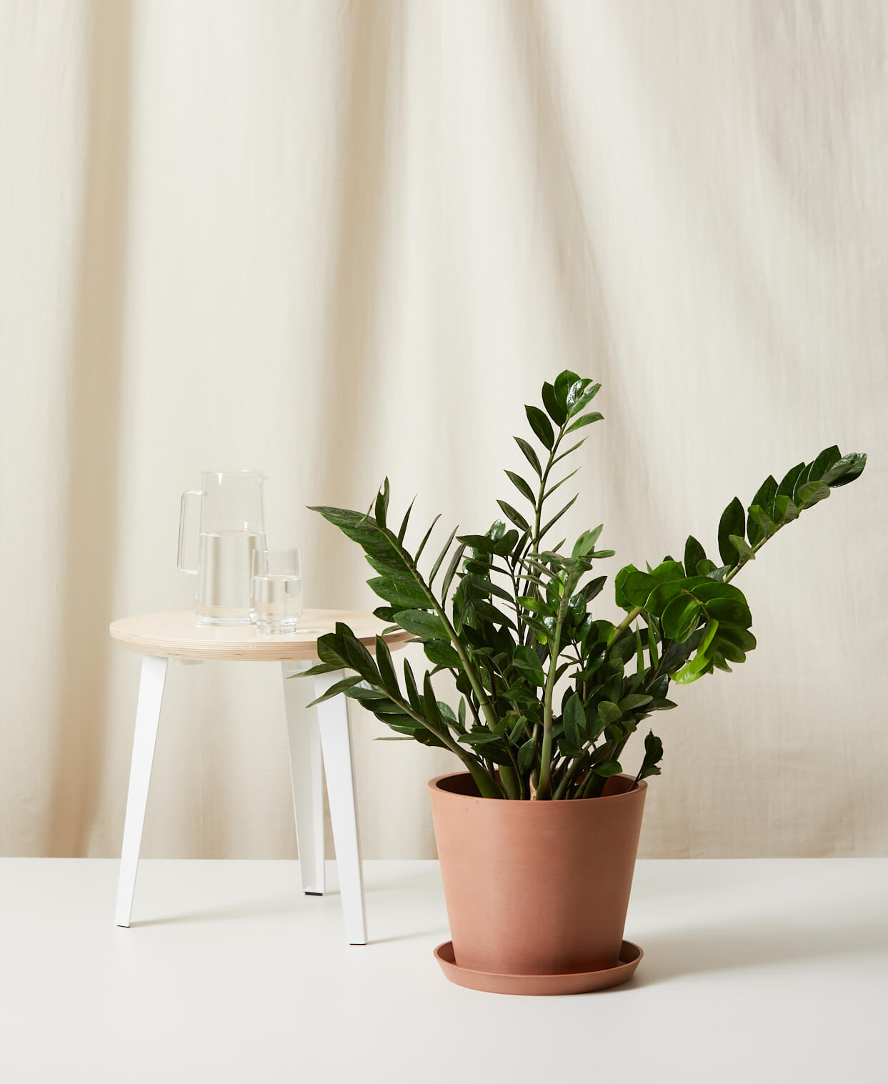 ZZ Plant