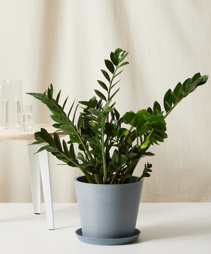 ZZ Plant