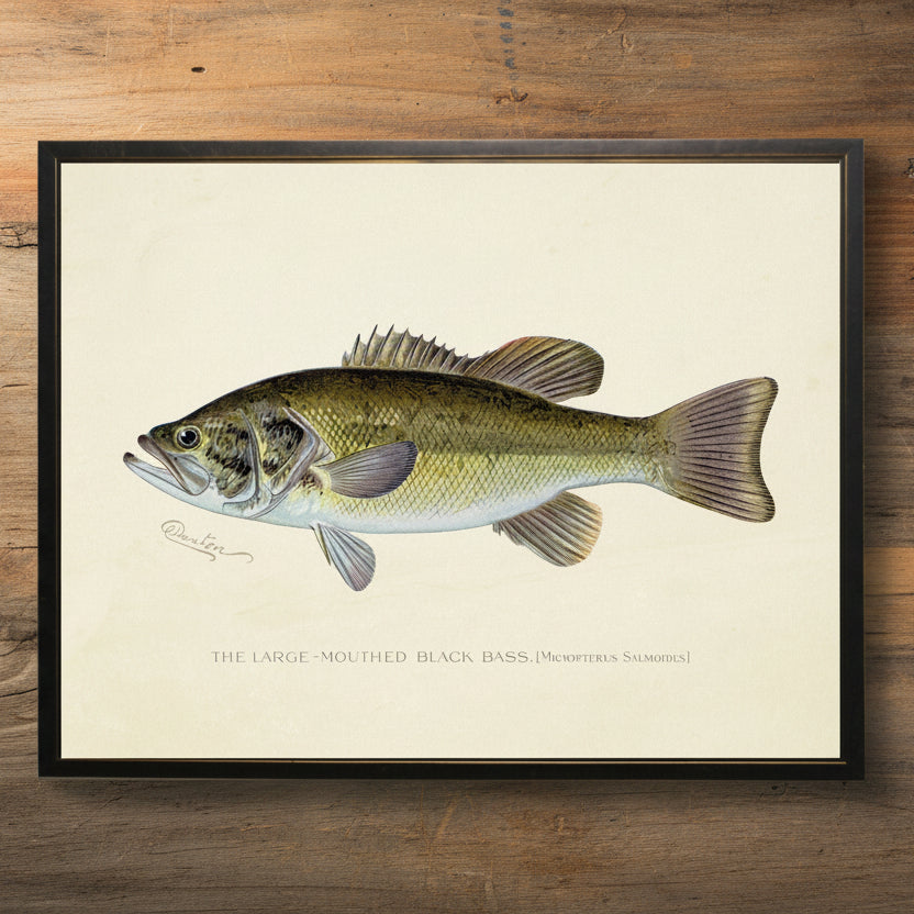 Large-Mouthed Black Bass Print in Copper and Black Frame - 20 x 16 inch