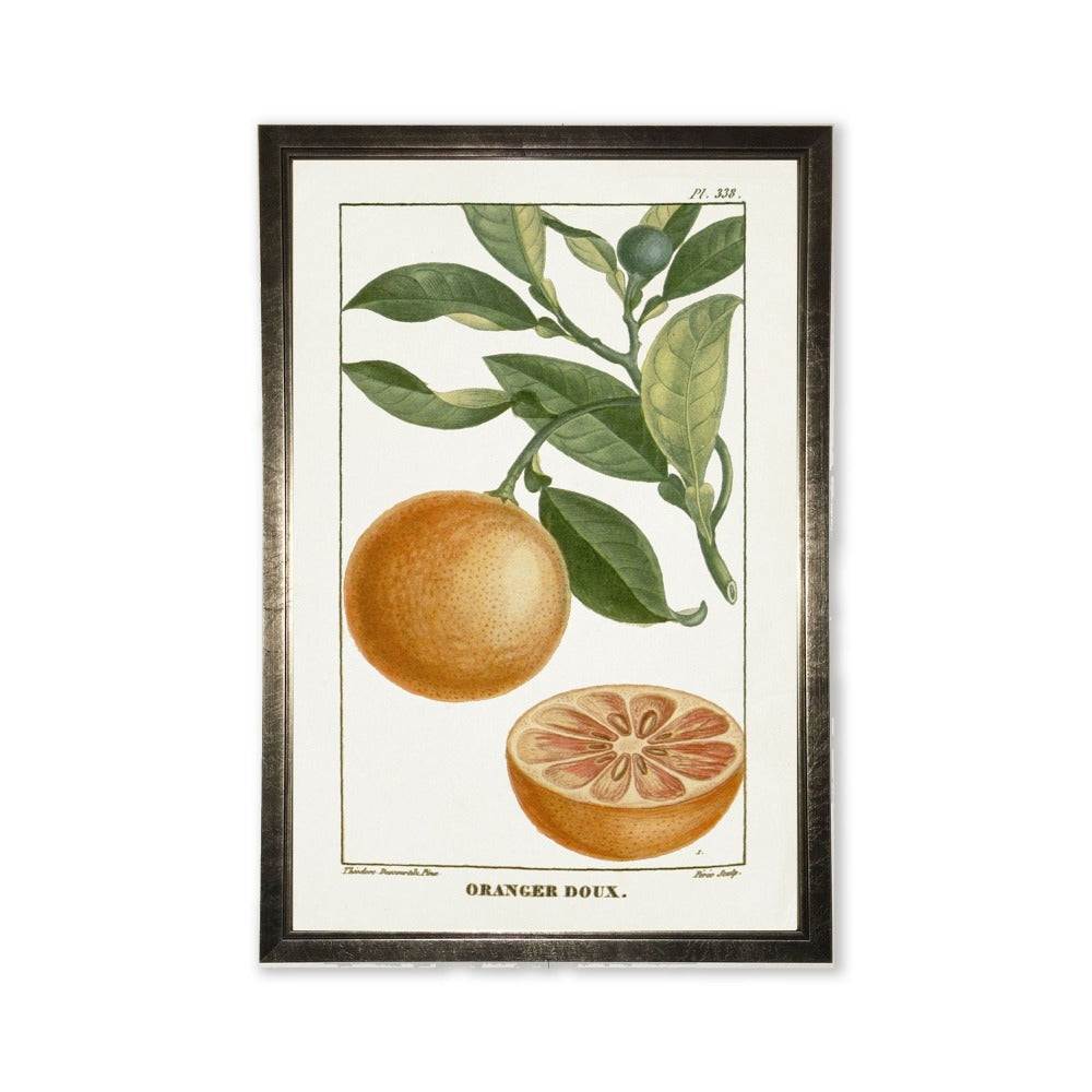 Orange Plant in Silver Frame - 24 x 16 inch