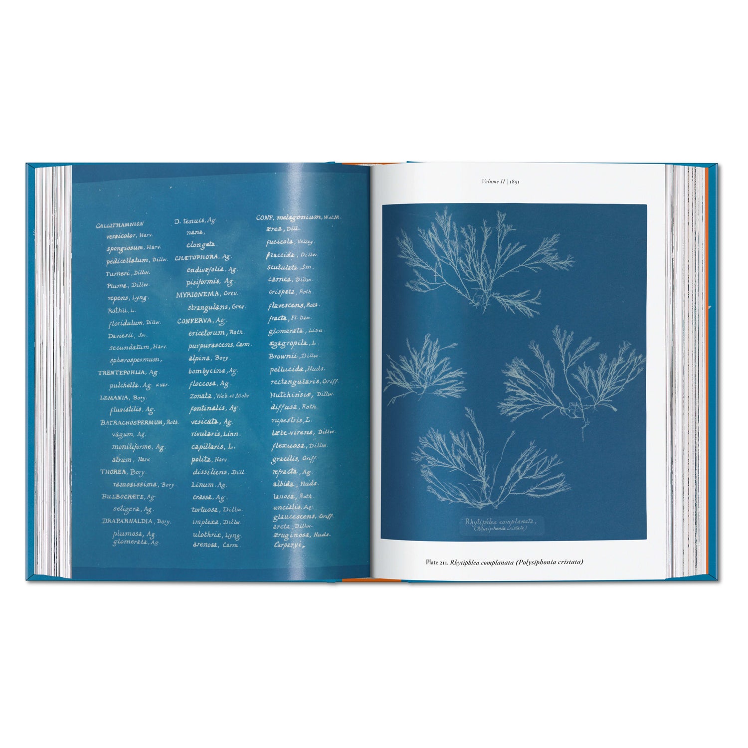 Anna Atkins. Cyanotypes. 45th Ed. (German, French, English)