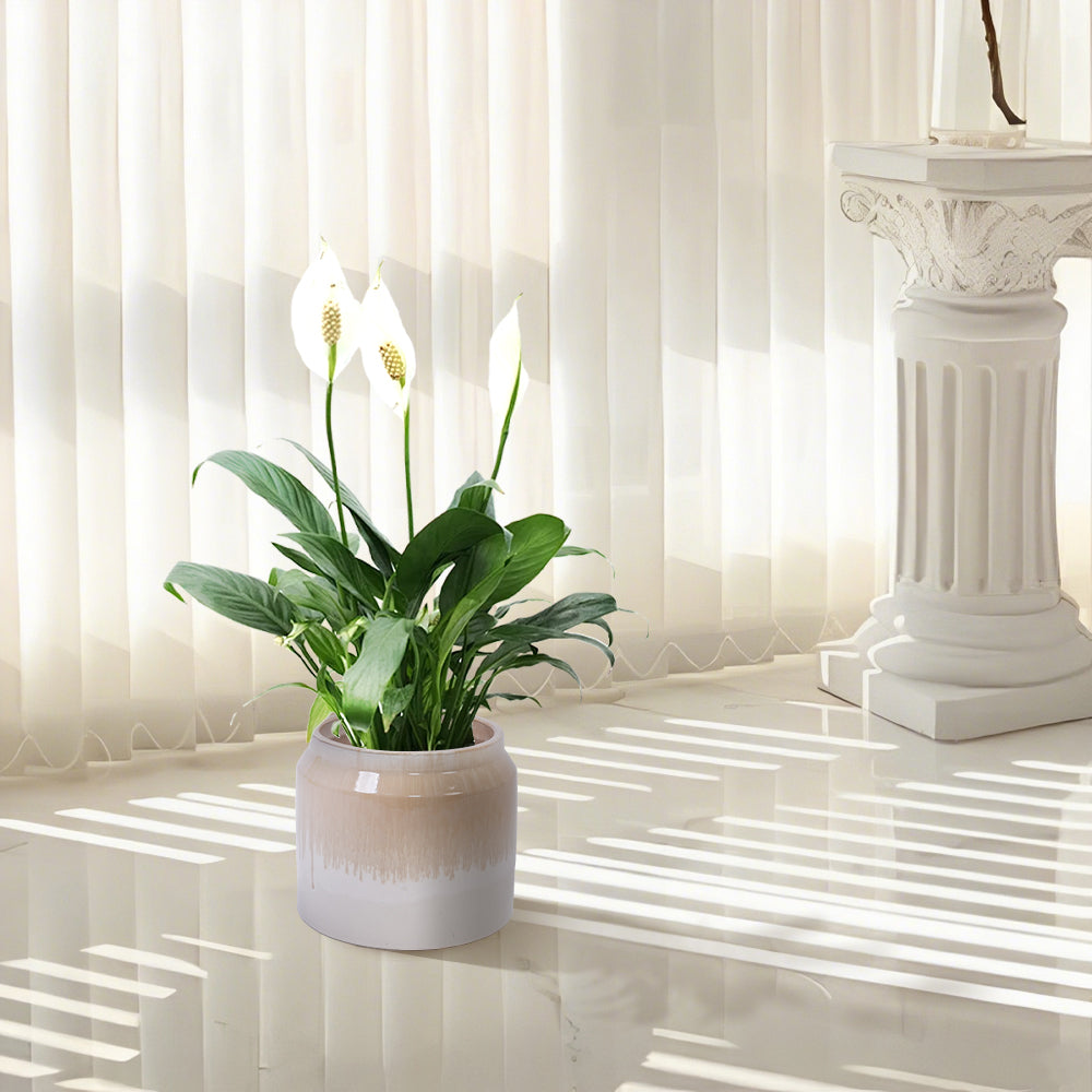 Set of 2 Gradient Ceramic Flowerpots - White/Brown