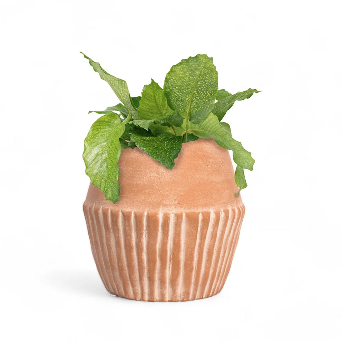 Valentina Terracotta Planter