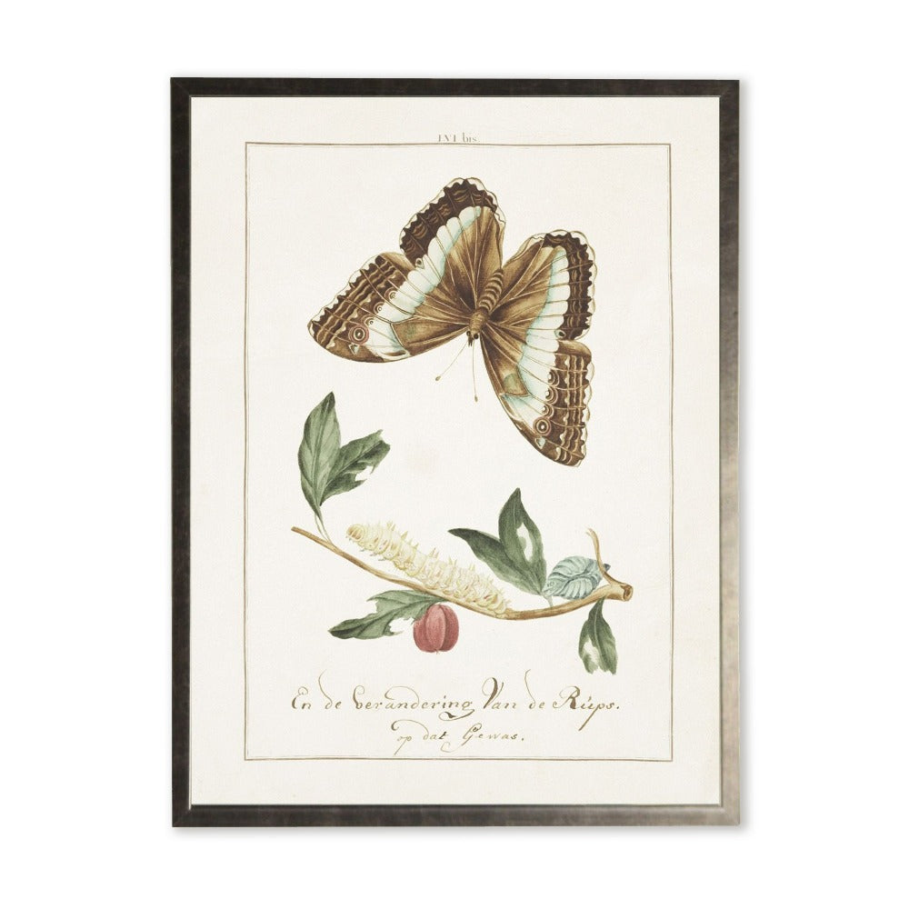 Butterfly and Caterpillar in Silver Frame - 20 x 16 inch