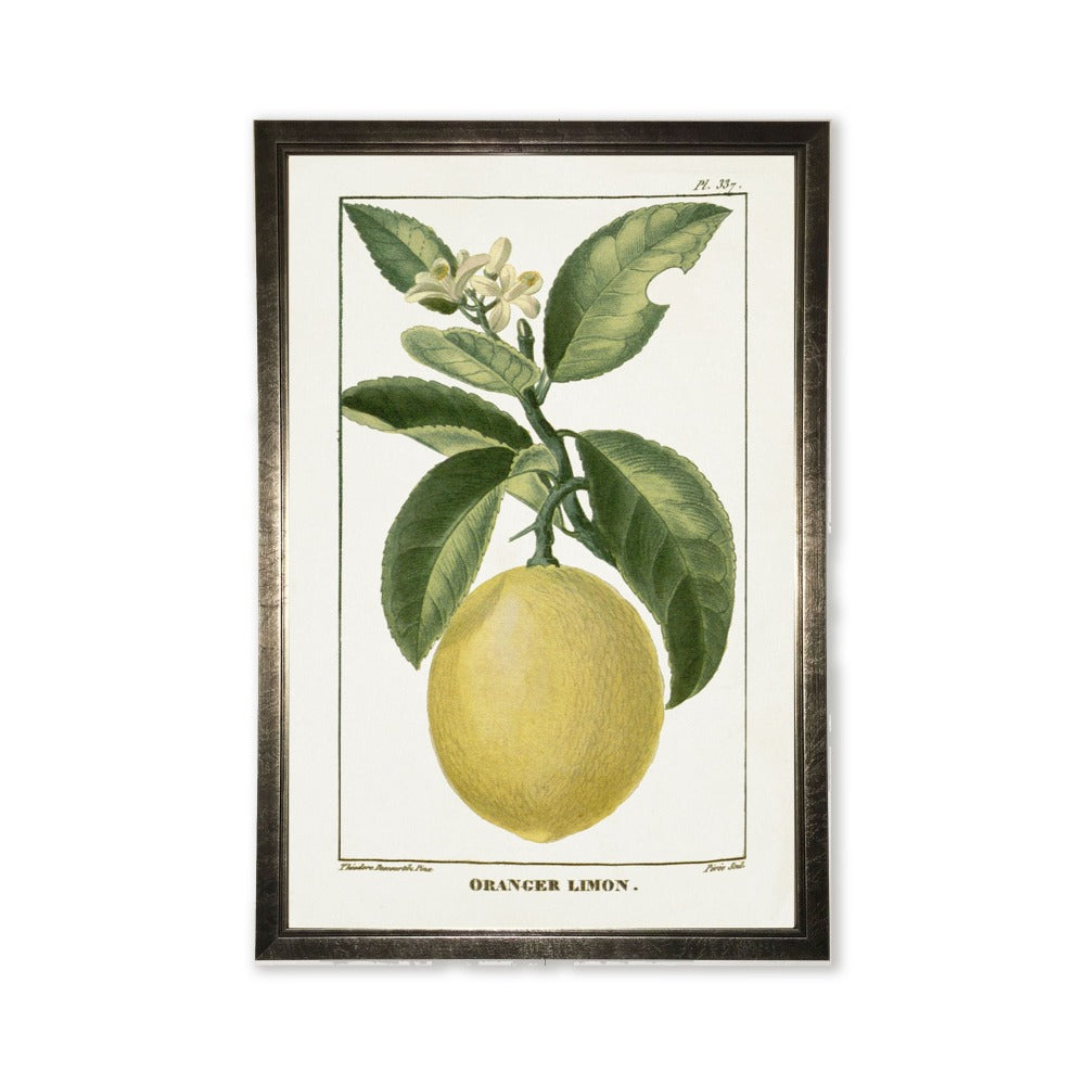 Lemon Plant in Silver Frame -  24 x 16 inch