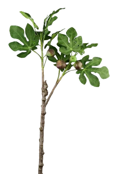 Fig Tree Branch with Figs Stem