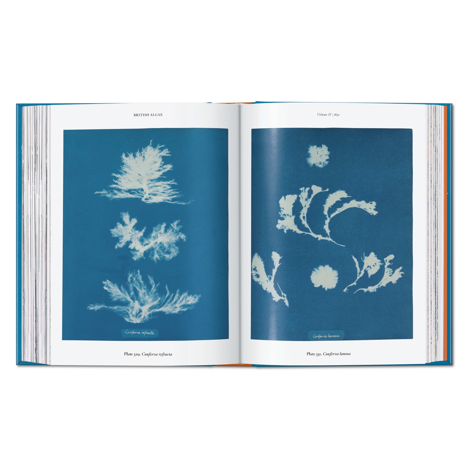 Anna Atkins. Cyanotypes. 45th Ed. (German, French, English)