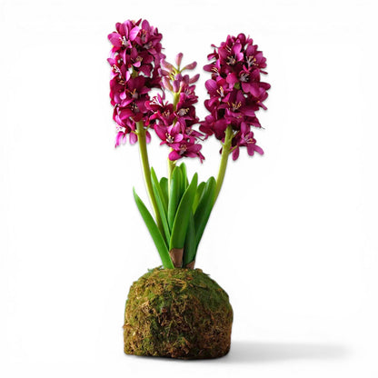 Violet Hyacinth In Moss Ball