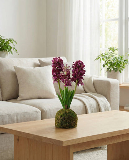 Violet Hyacinth In Moss Ball