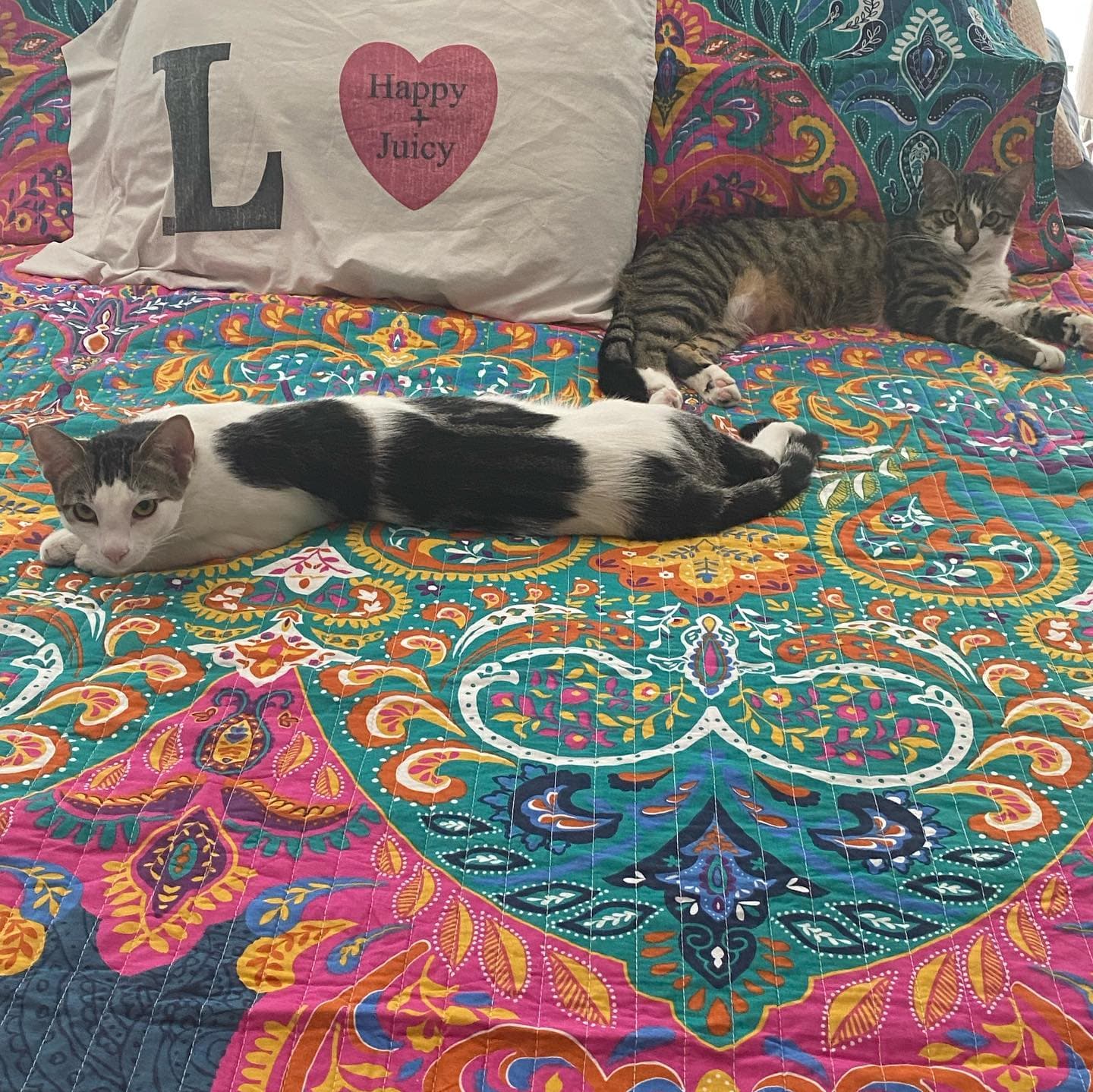 Boho Chic Reversible Quilt Sets - 2 Colors