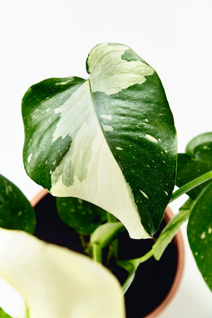 Monstera Thai Constellation