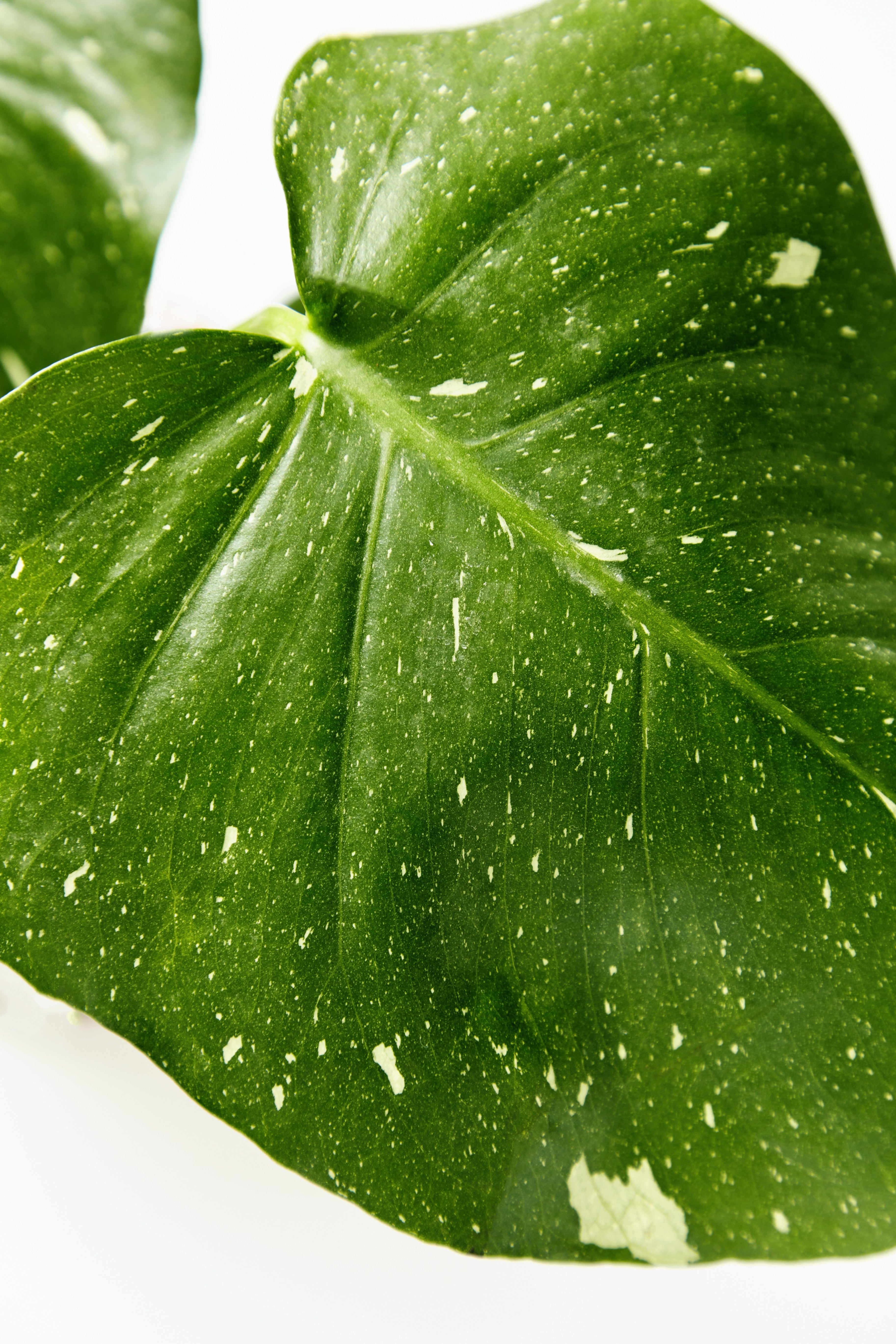 Monstera Thai Constellation