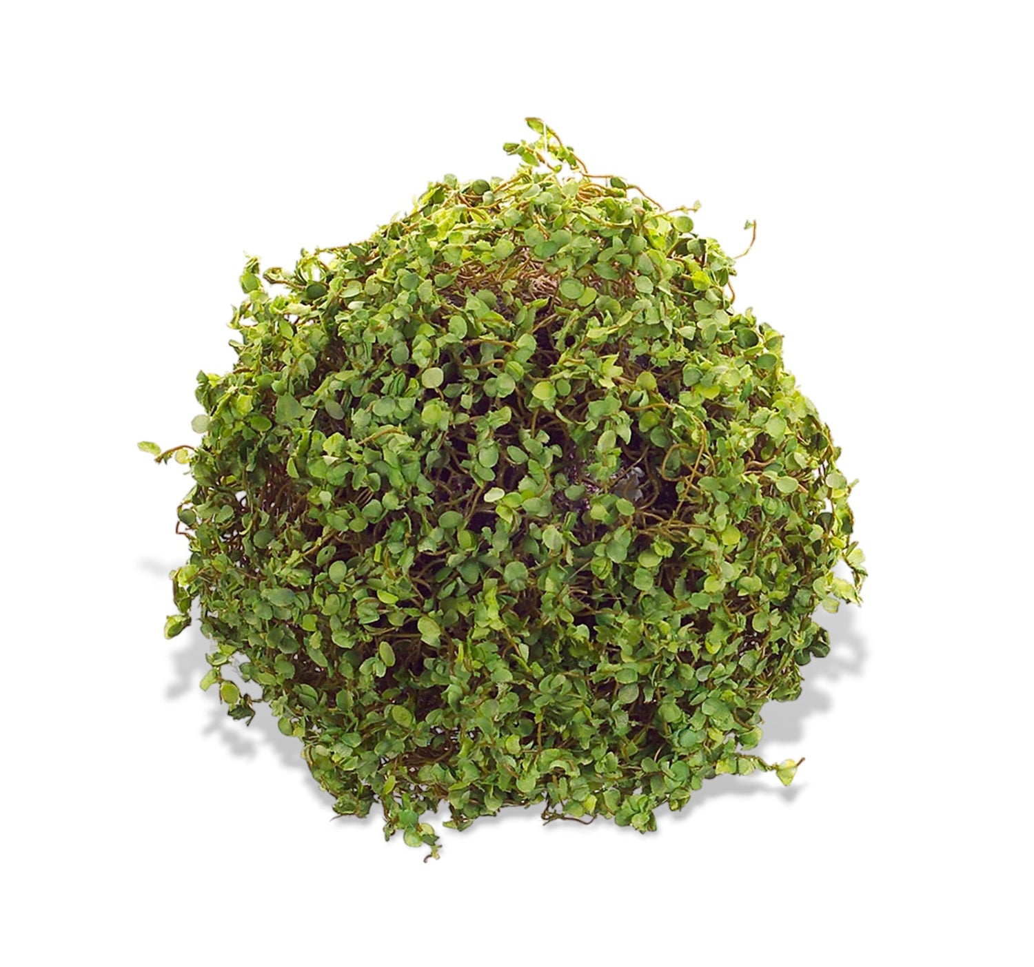 Green Moss Orb Decorative Accent