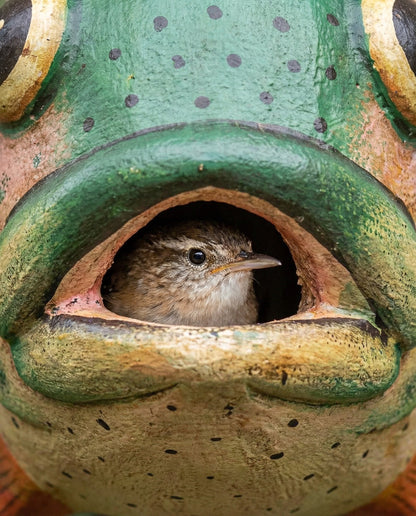 Trout Gord-O Wooden Birdhouse