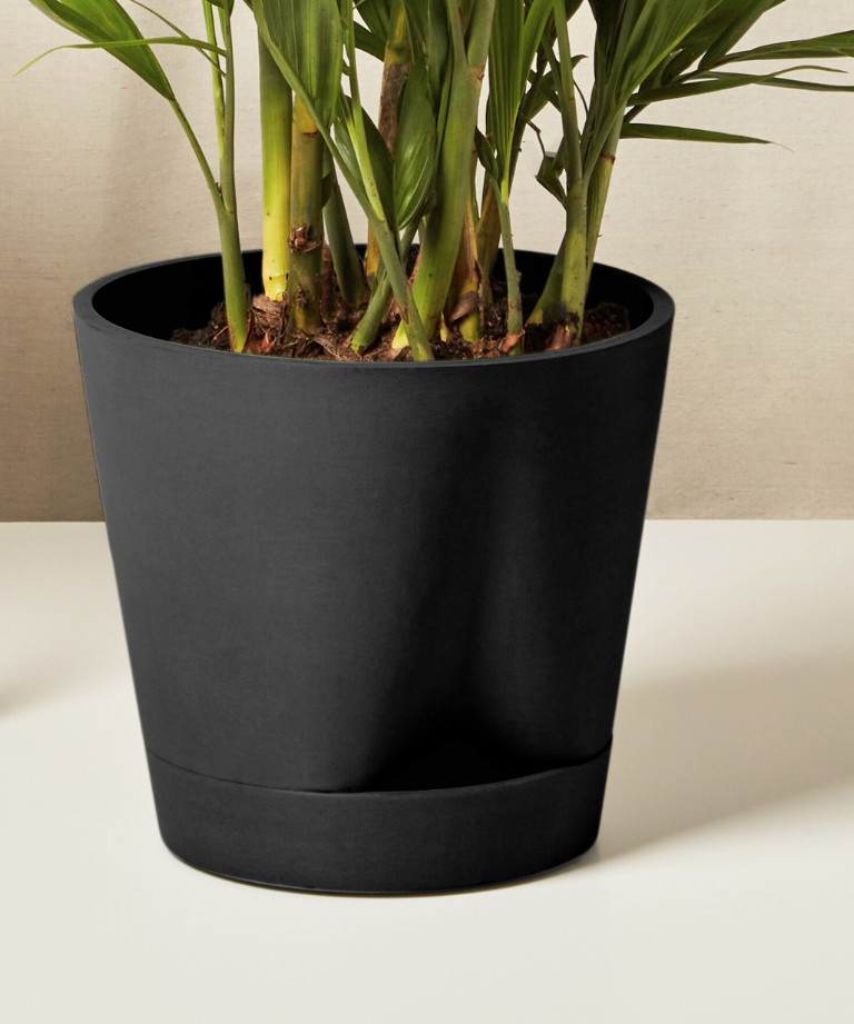 Money Tree